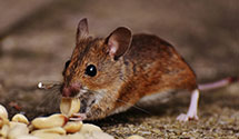 agricultural-pest-management Experts in Lincoln Park